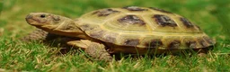 Tortoise reptiles for sale: Horsefield tortoise 🐢 age 6  in Stoke-on-Trent - Advert 1