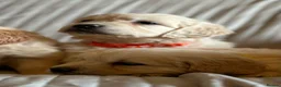 Golden Retriever dogs for sale: Wonderful litter health tested parents  - Advert 4