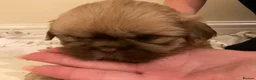 Shih Tzu dogs for sale: 5 beautiful Shih Tzu puppies in Sheffield - Advert 3
