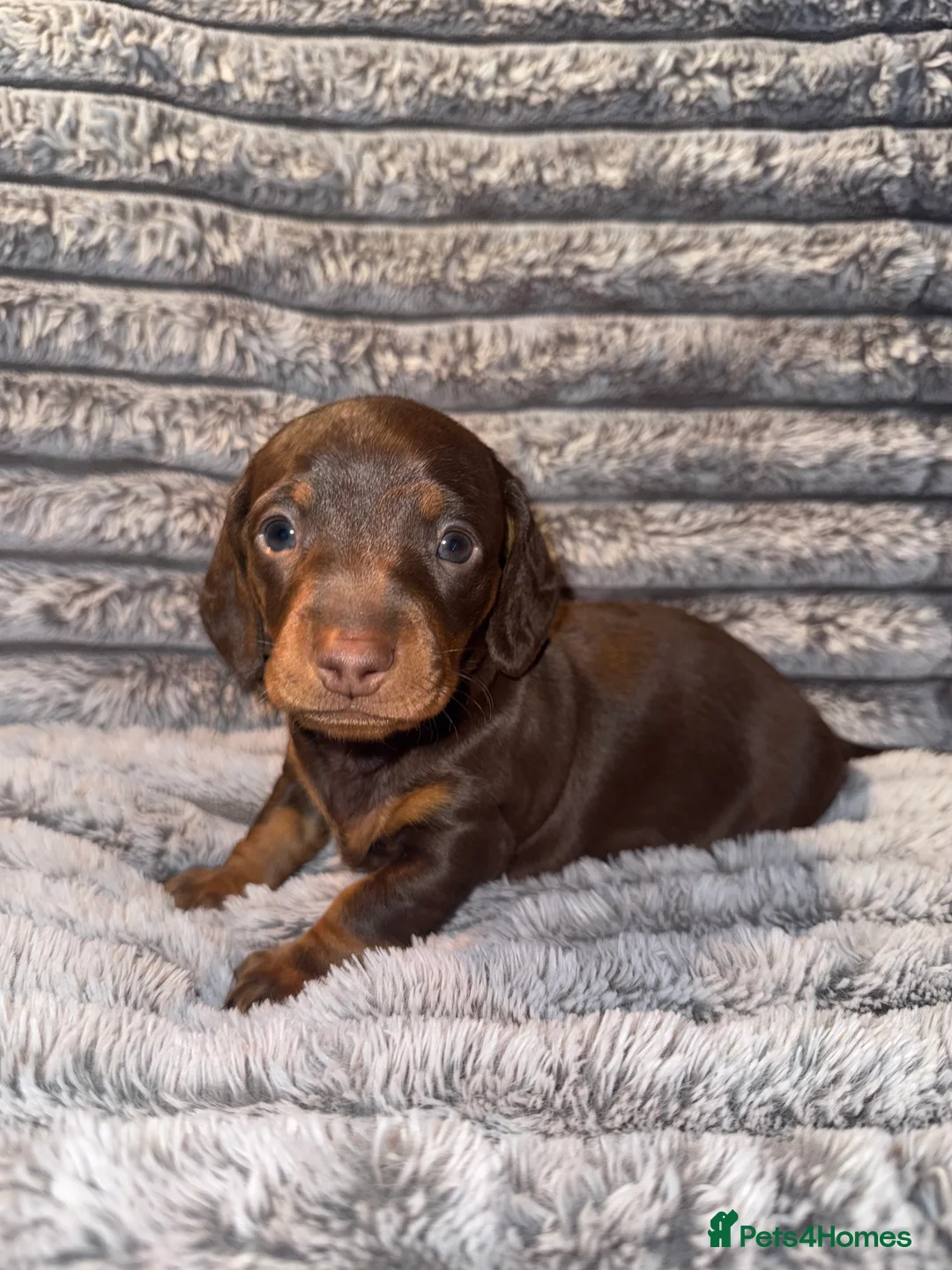 Dachshund dogs for sale: 7 beautiful dachshund pups - Advert 12