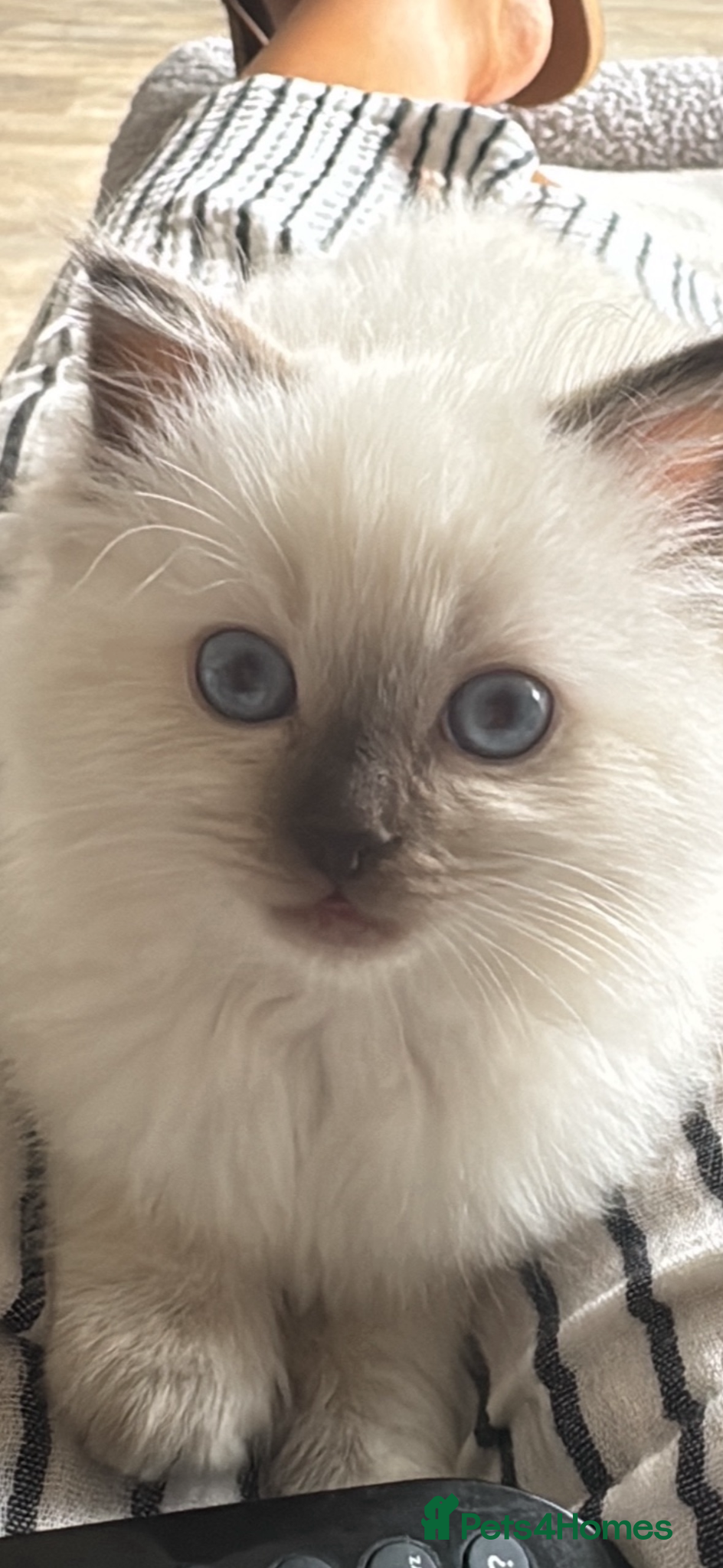 Ragdoll cats Stunning Ragdoll Kittens - Advert 13