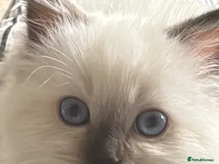 Ragdoll cats Stunning Ragdoll Kittens - Advert 13