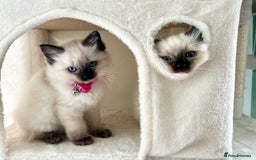 Ragdoll cats for sale: Beautiful Ragdolls 3 🩵 Boys 2 Girls 🩷 - Image 1