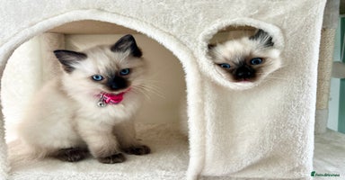 Ragdoll cats - Advert 2