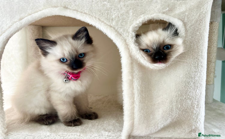Ragdoll cats - Advert 5