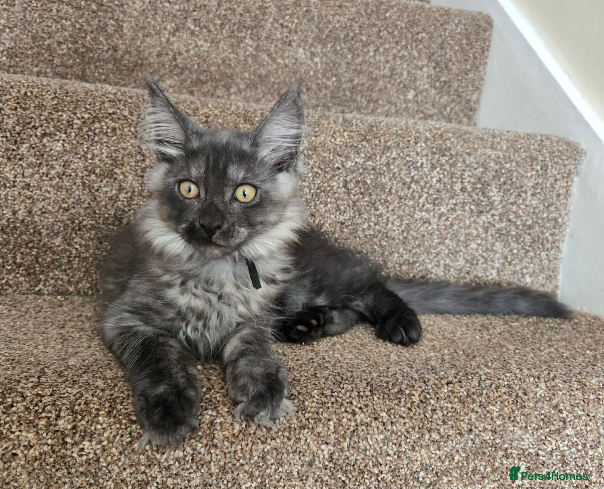 Maine Coon cats 2 Maine Coon girls. - Advert 1