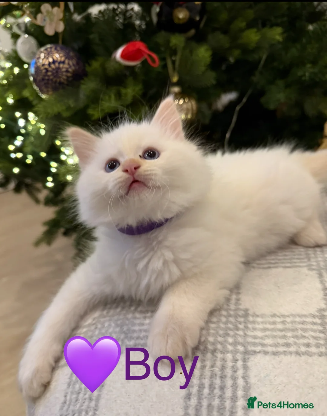 Ragdoll cats for sale: 💎🐾Beautiful Ragdoll Kittens🐾💎 - Advert 12