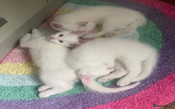 Turkish Van cats for sale: Gorgeous & Loving Turkish Van Kittens - Image 32