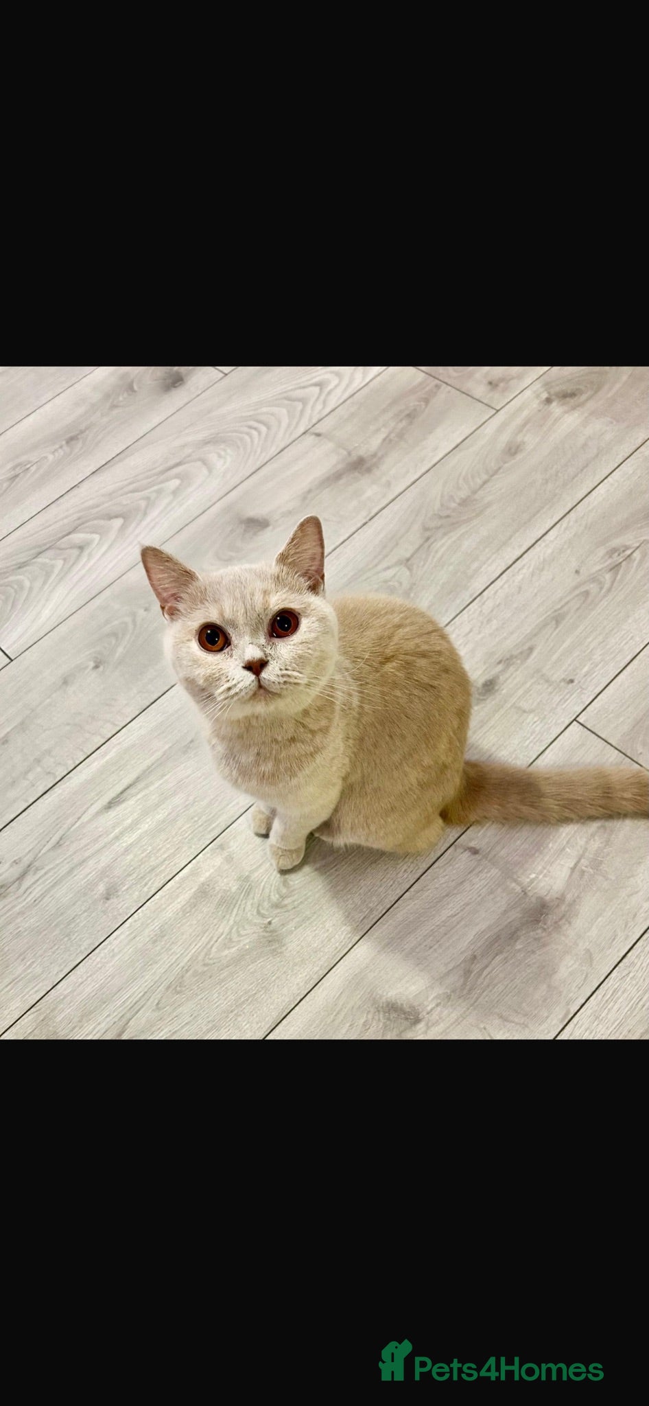 British Shorthair cats British shorthair lilac  - Advert 1