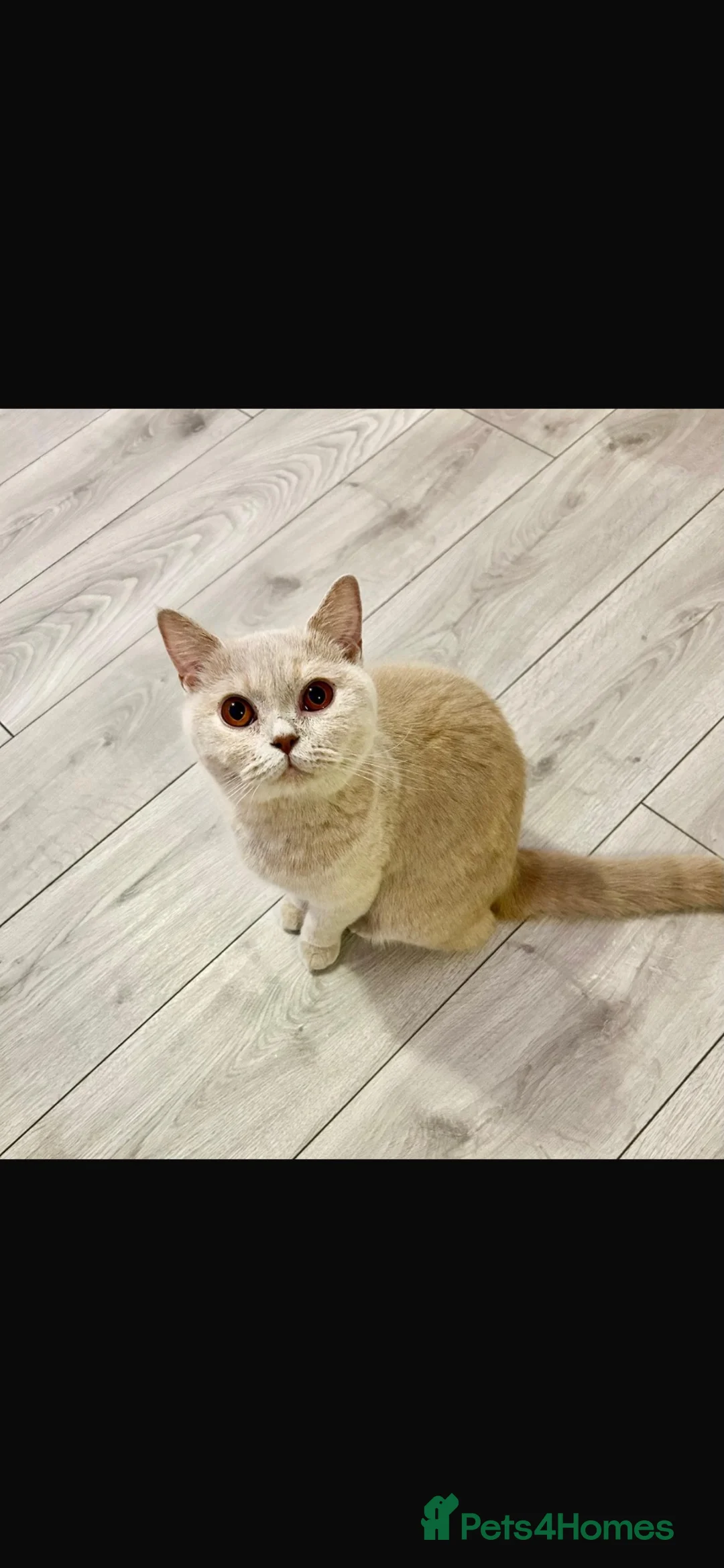 British Shorthair cats for sale: British shorthair lilac  - Advert 1