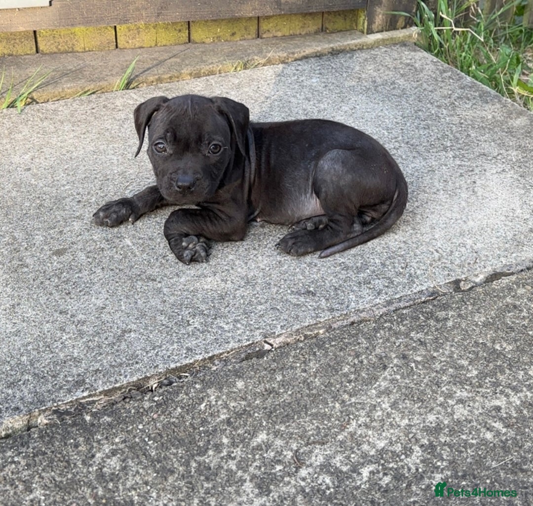 Staffordshire Bull Terrier dogs for sale: Staffordshire Bullterrier pups! - Image 2