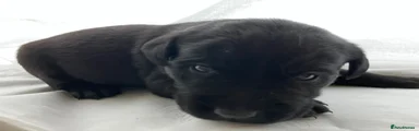 Labrador Retriever Puppy 2