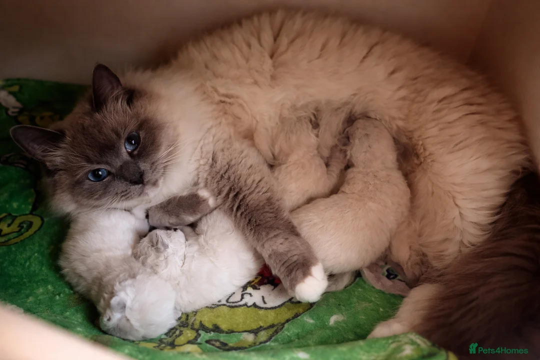 Ragdoll cats for sale: Gorgeous Ragdoll Kittens- Well Socialised Family - Advert 8