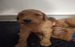 Standard Poodle dogs for sale: Standard poodle male pup apricot  - Image 14