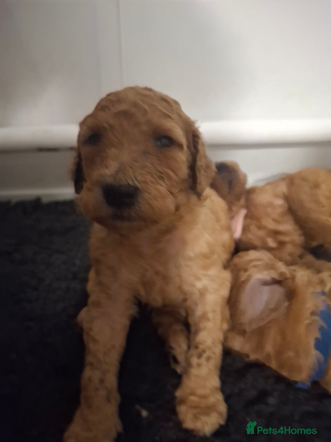 Standard Poodle dogs for sale: Standard poodle male pup apricot  - Image 14