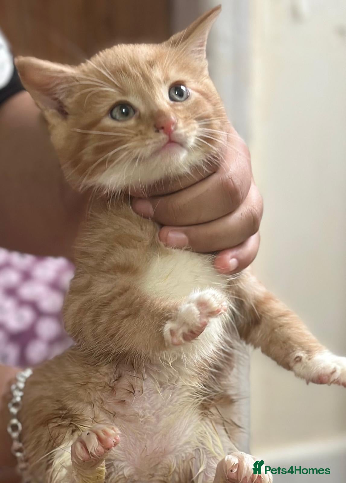 Mixed Breed cats Beautiful kittens for sale - Advert 14