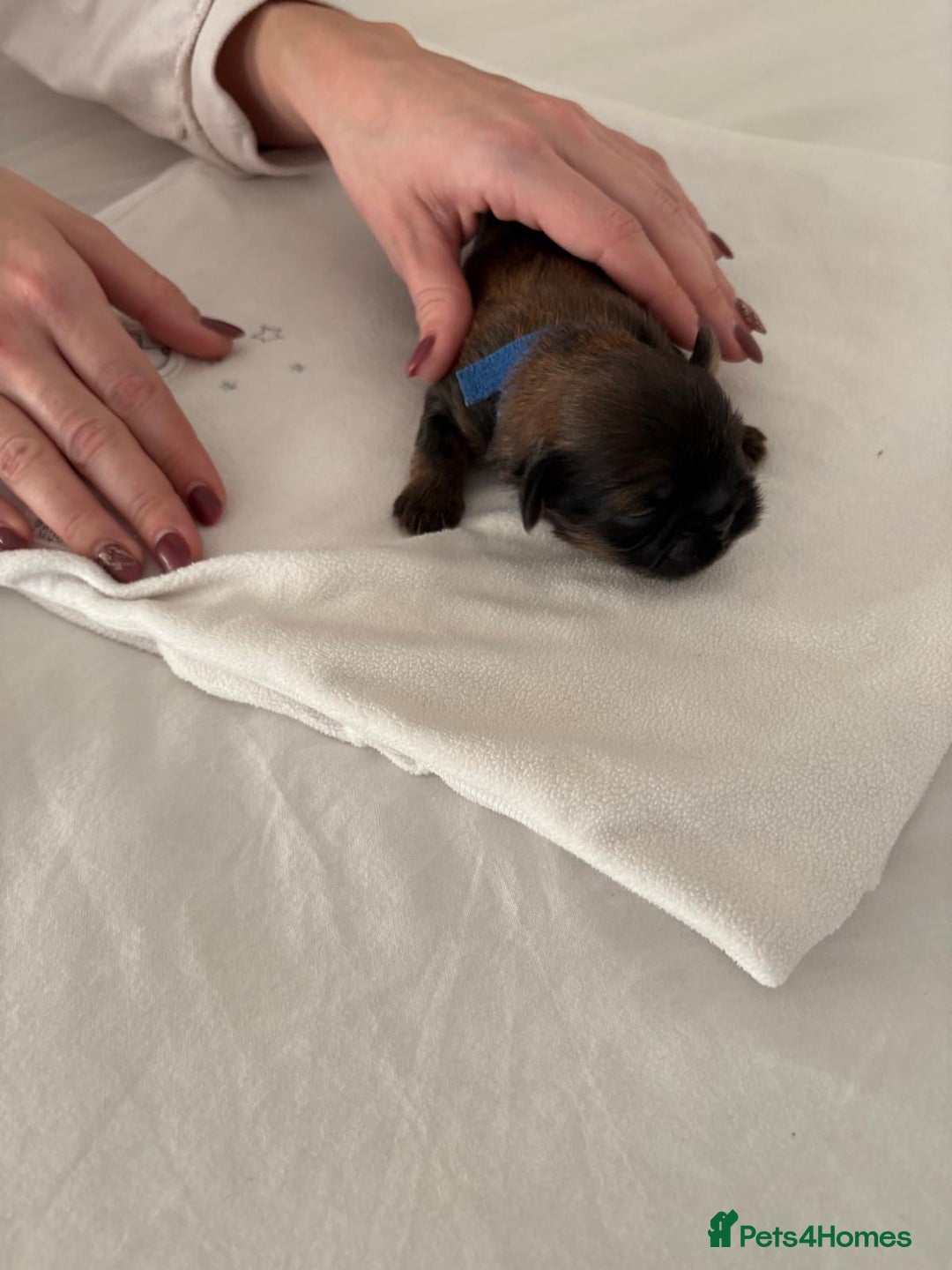 Shih Tzu dogs for sale: KC registered pure breed imperial shihtzu puppies  - Advert 26