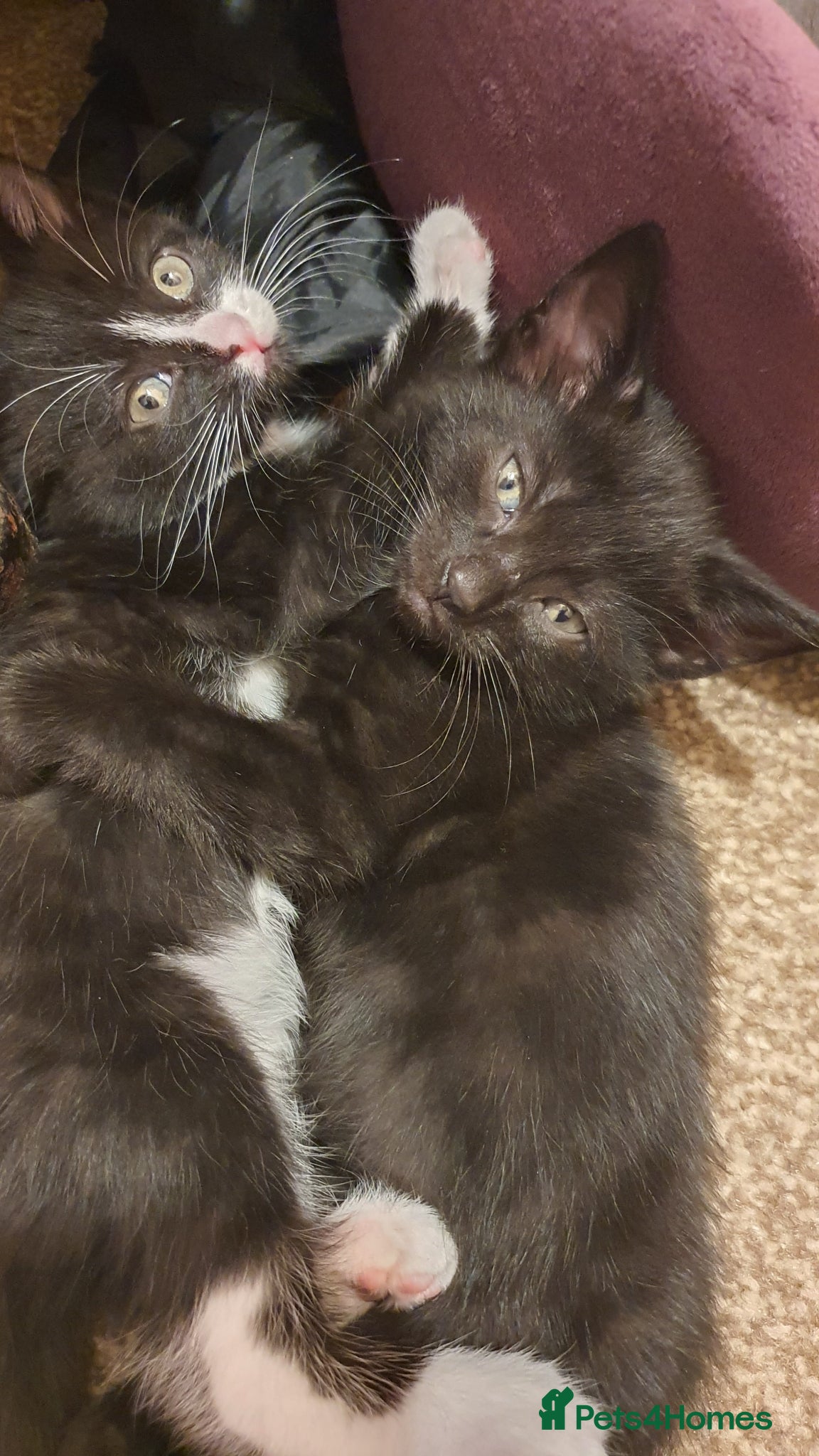 Mixed Breed cats Two adorable kittens are looking for new home - Advert 2