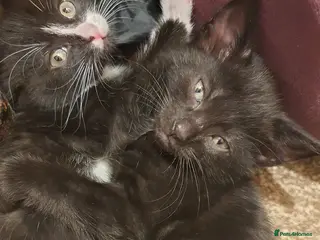 Mixed Breed cats Two adorable kittens are looking for new home - Advert 2