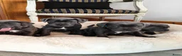 Staffordshire Bull Terrier dogs for sale: Premium RKC Staffordshire Bull Terrier Puppies 3 in Peterborough - Advert 10