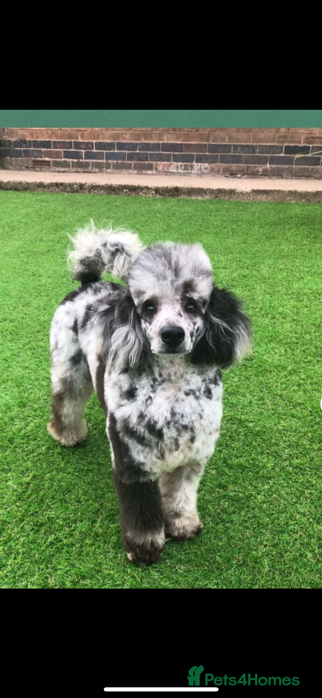 Labradoodle dogs for sale: Beautiful unique mini labradoodles with rare coats - Image 11