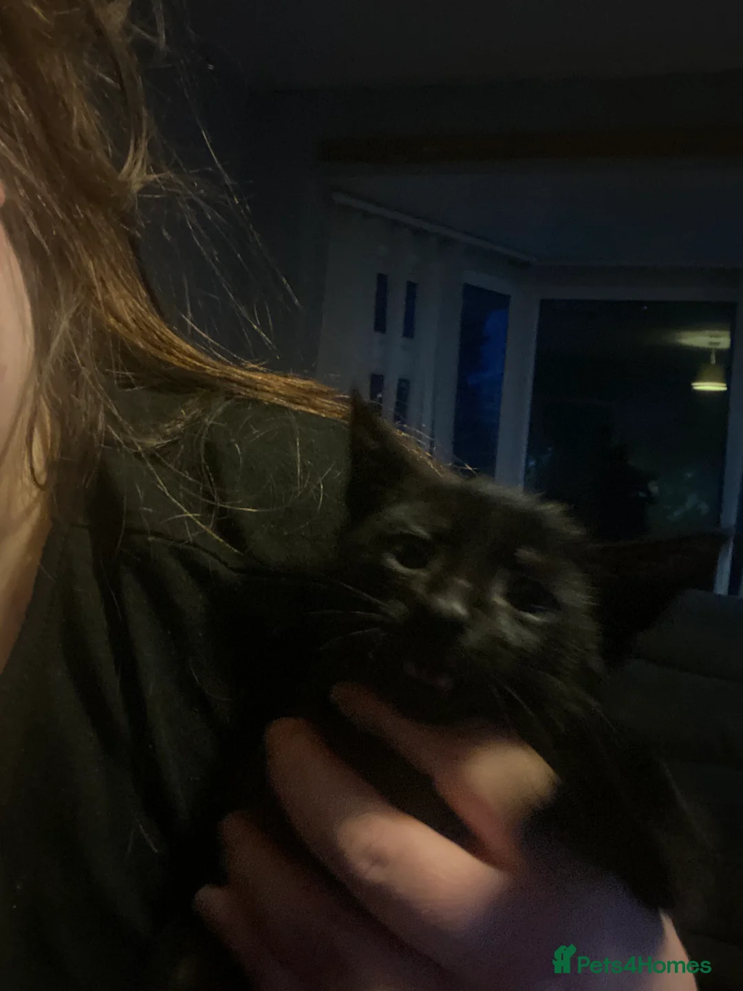 Domestic Shorthair cats for sale: Stunning super friendly kittens in Manchester - Advert 11