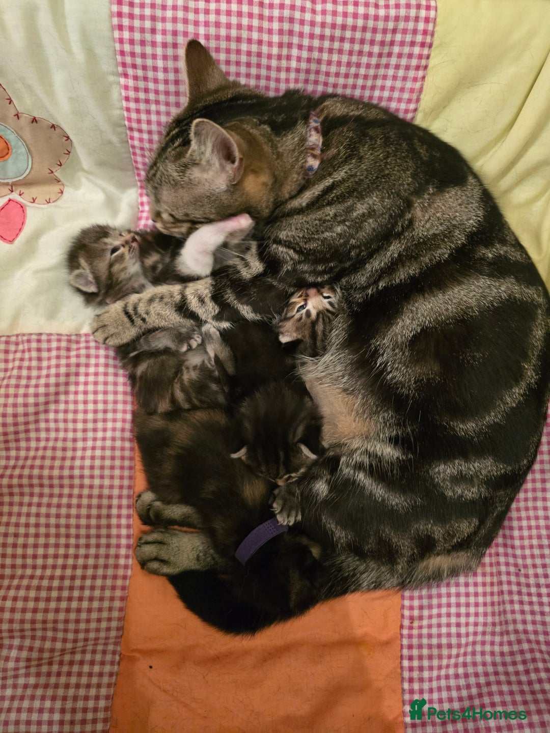 Mixed Breed cats for sale: The Fab Four - Advert 2