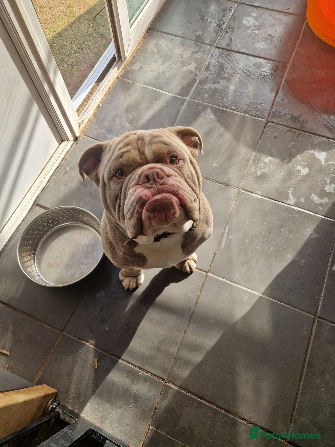 English Bulldog dogs for stud: English bulldog for stud - Image 2