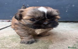 Shih Tzu dogs for sale: ShihTzu  - Image 13