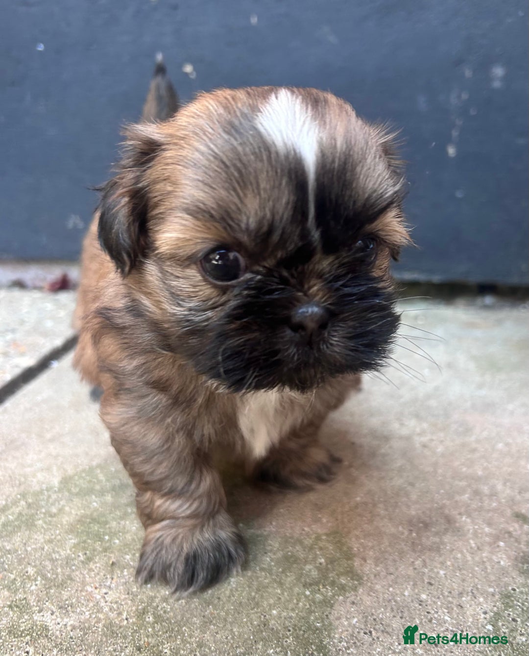Shih Tzu dogs for sale: ShihTzu  - Image 13