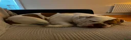 English Bulldog dogs for sale: Beautiful English bulldog  in Lincoln - Advert 2