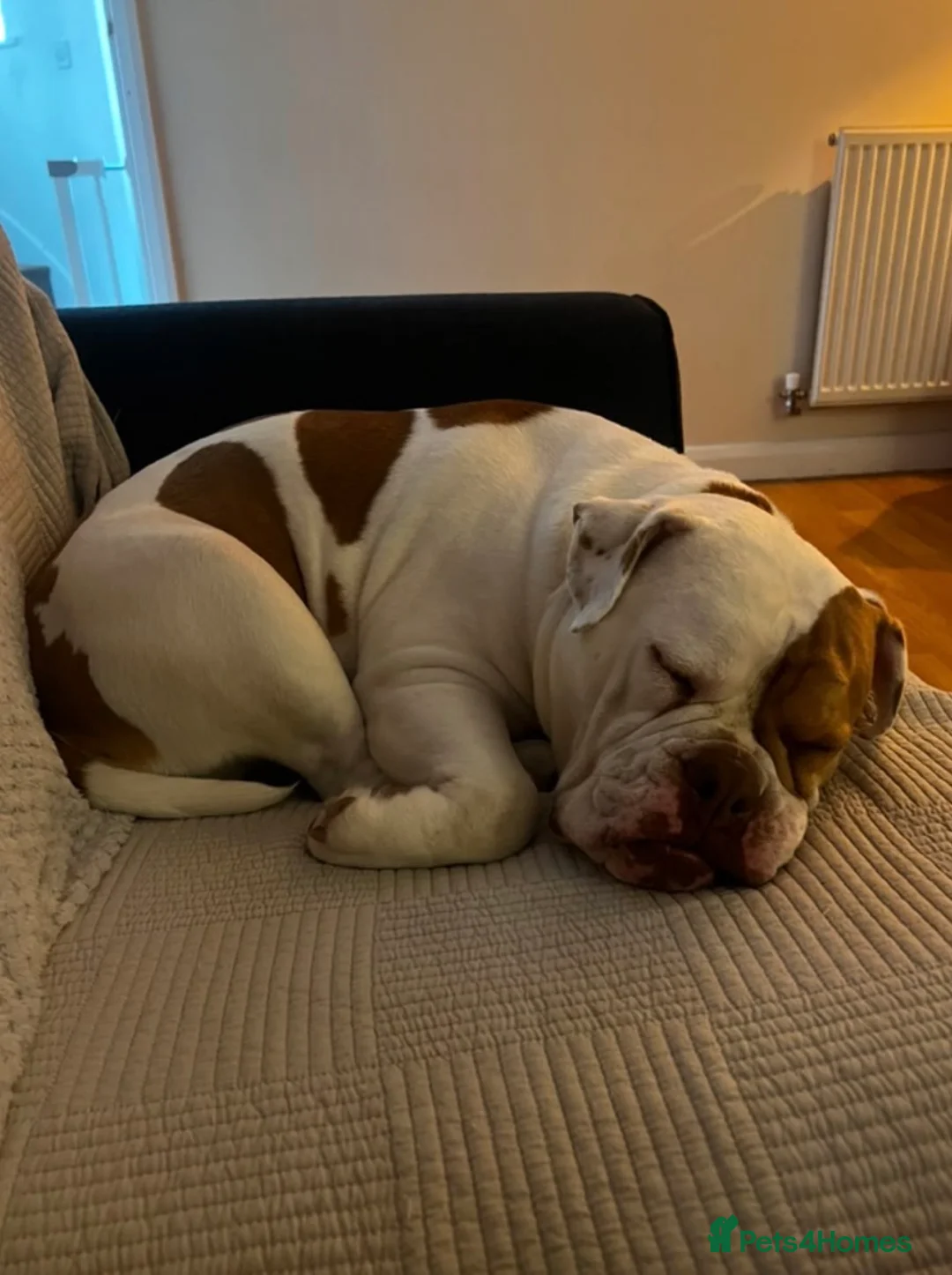 English Bulldog dogs for sale: Beautiful English bulldog  in Lincoln - Advert 2