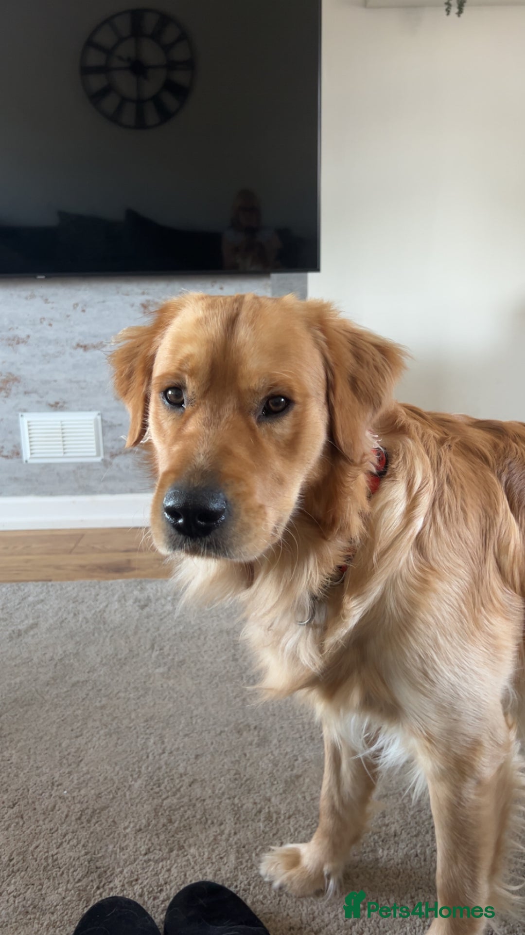 Golden Retriever dogs for sale: Two Golden retriever dogs for rehoming  - Image 9