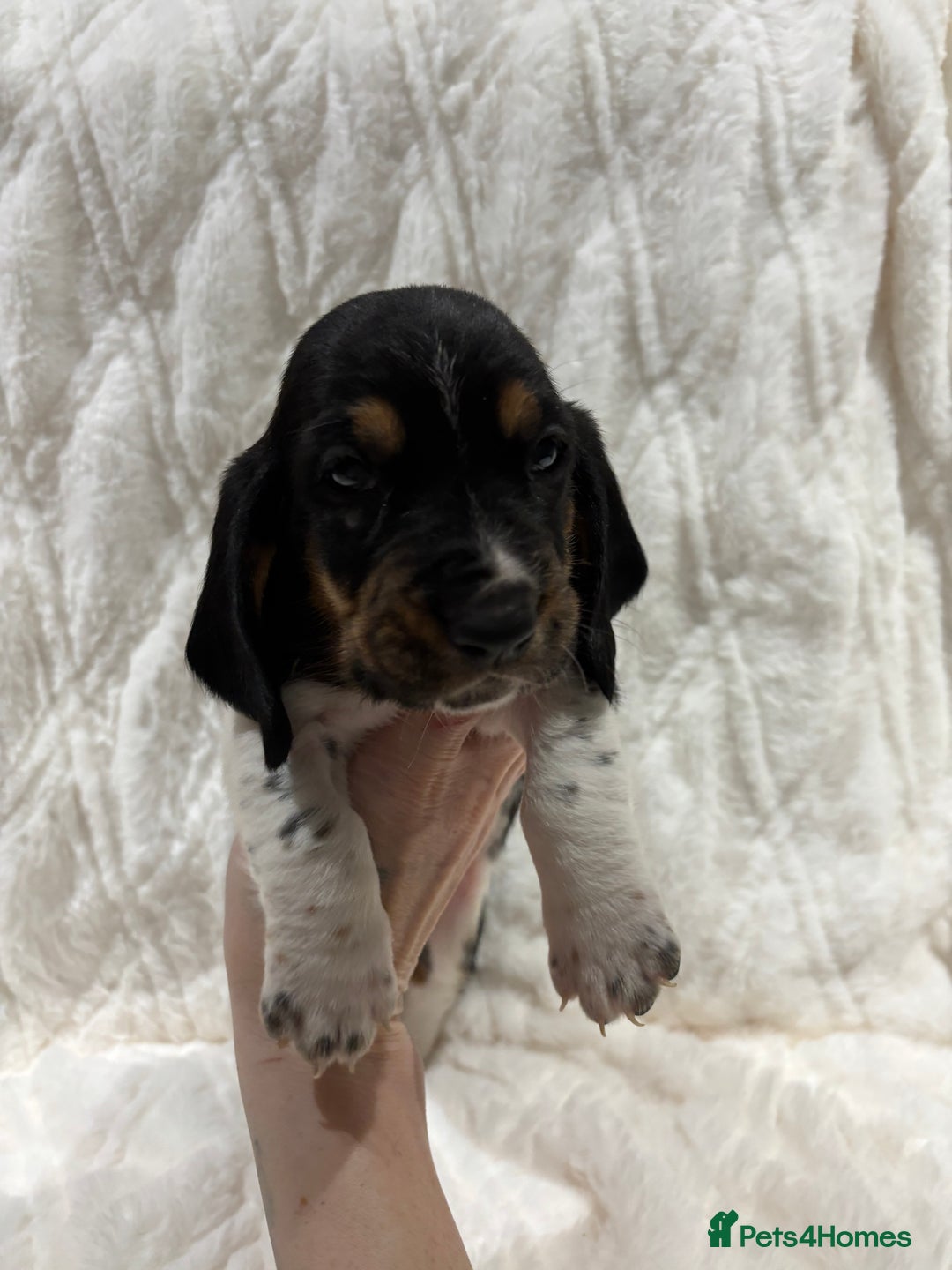 Basset Hound dogs for sale: Bassett hound puppies  - Advert 19