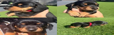 Red collar male 