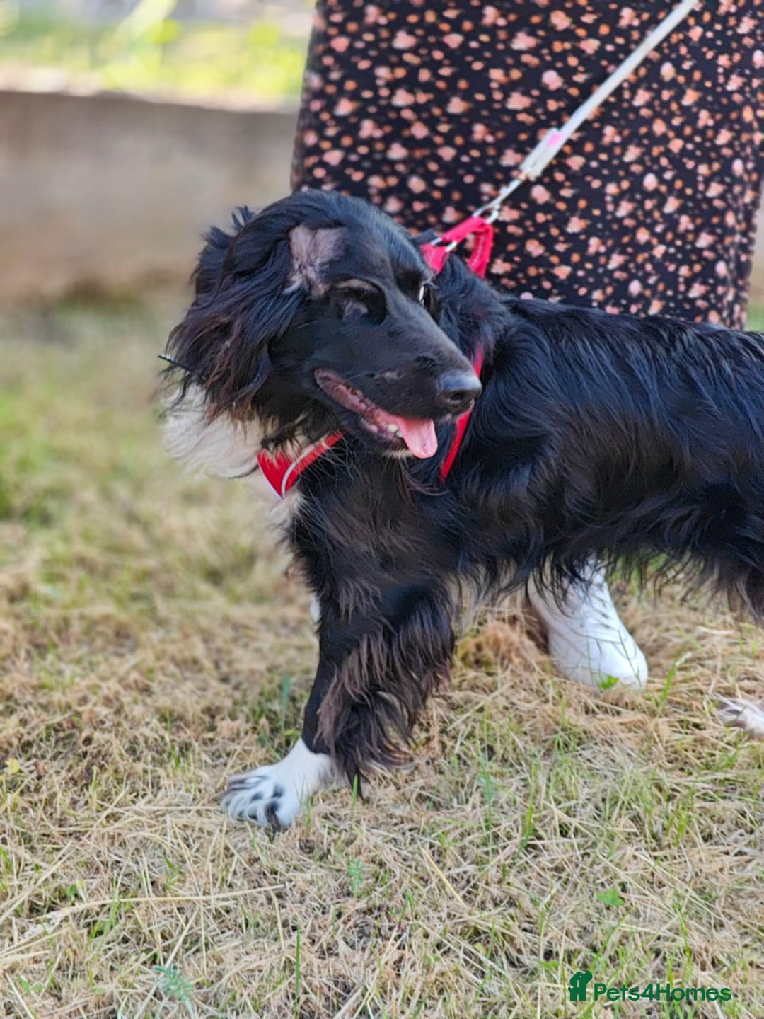Cocker Spaniel dogs for adoption: 💖🐶 MIKA 🐶💖 - Image 11