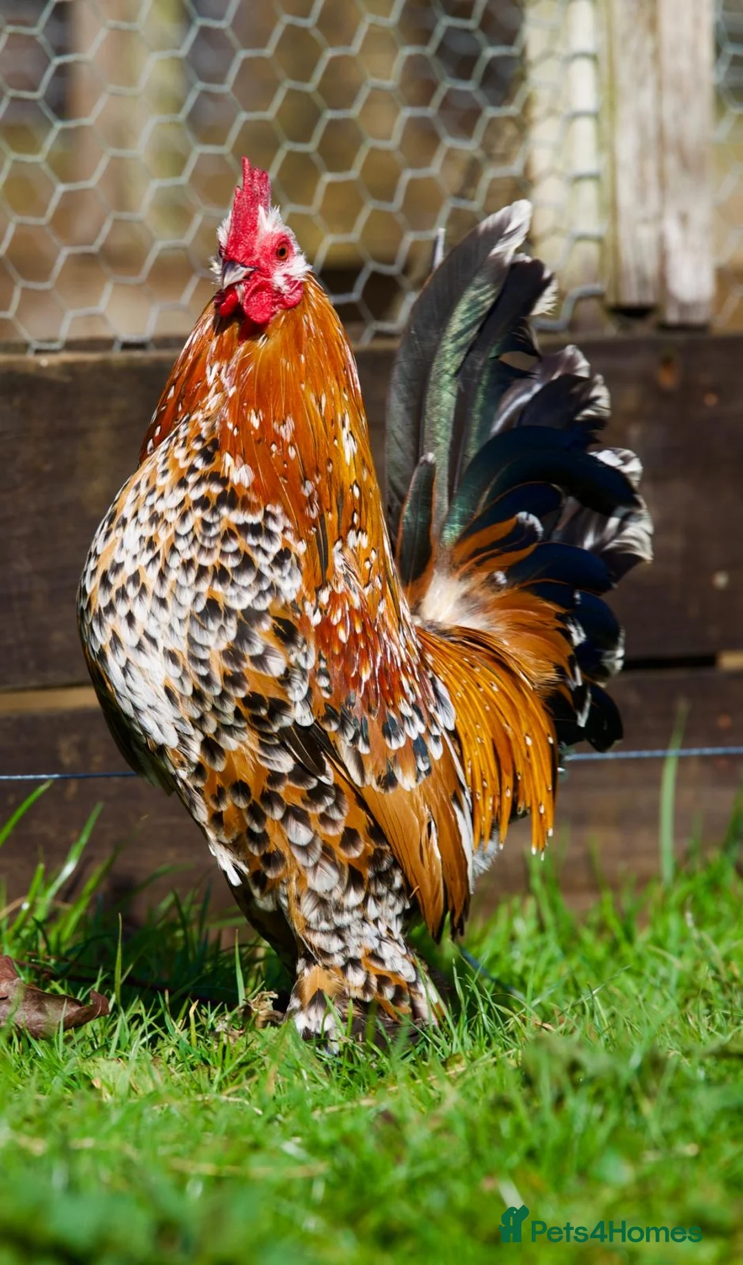Chickens poultry for sale: Chickens and Growers  - Advert 12