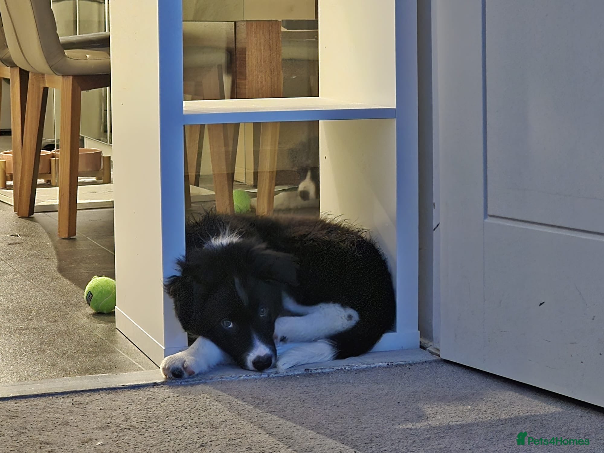 Border Collie dogs for sale: Border Collie pup in Bracknell - Advert 9