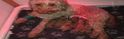 Cockapoo dogs for sale: FULLY HEALTH TESTED F1B COCKAPOO  in Cardiff - Advert 2