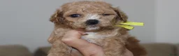 Bichon Frise dogs for sale: Poochon F1 puppies from Health Tested parents  - Advert 7