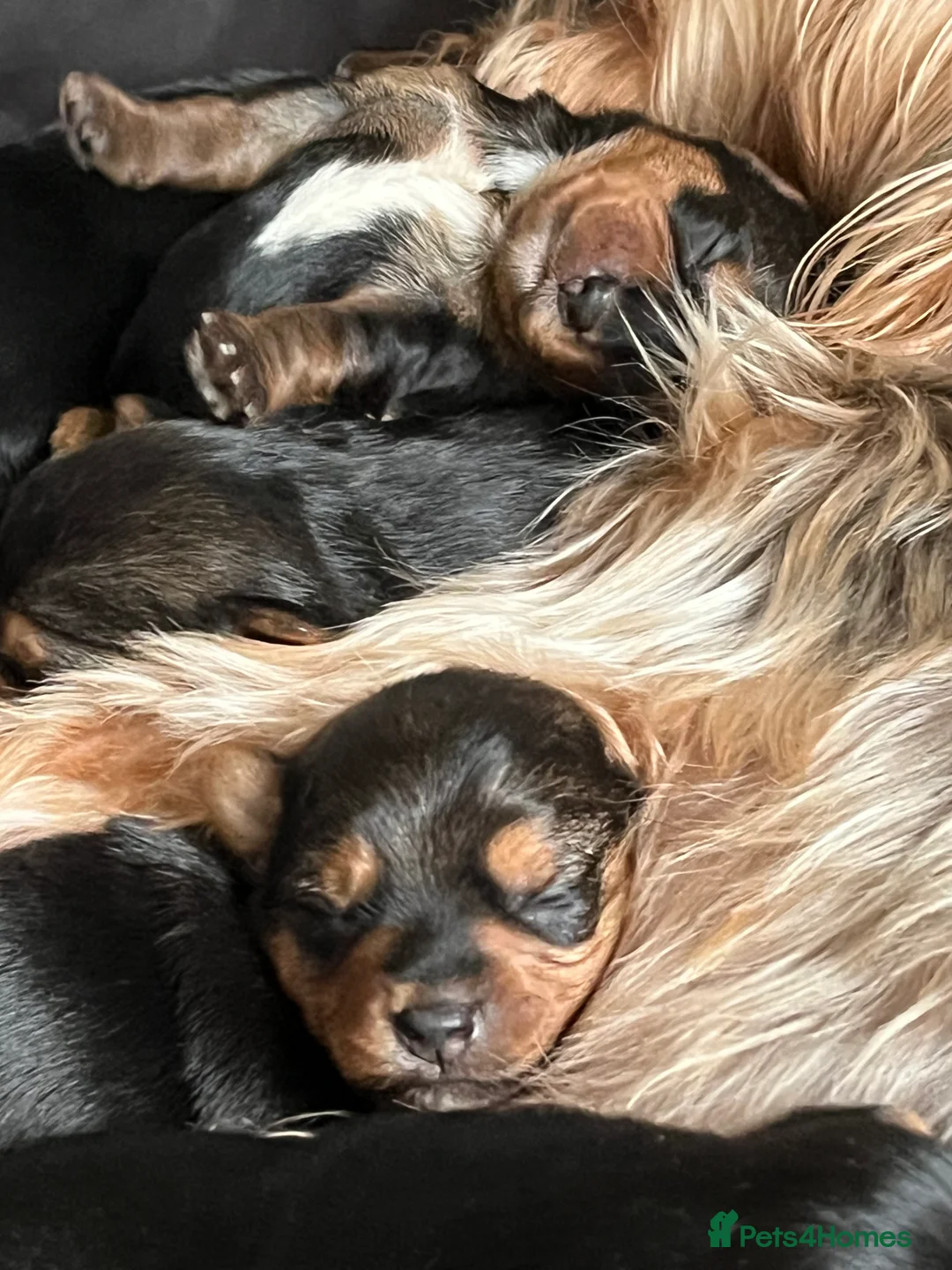Yorkshire Terrier dogs for sale: Beautiful Yorkshire Terrier puppies - Advert 10