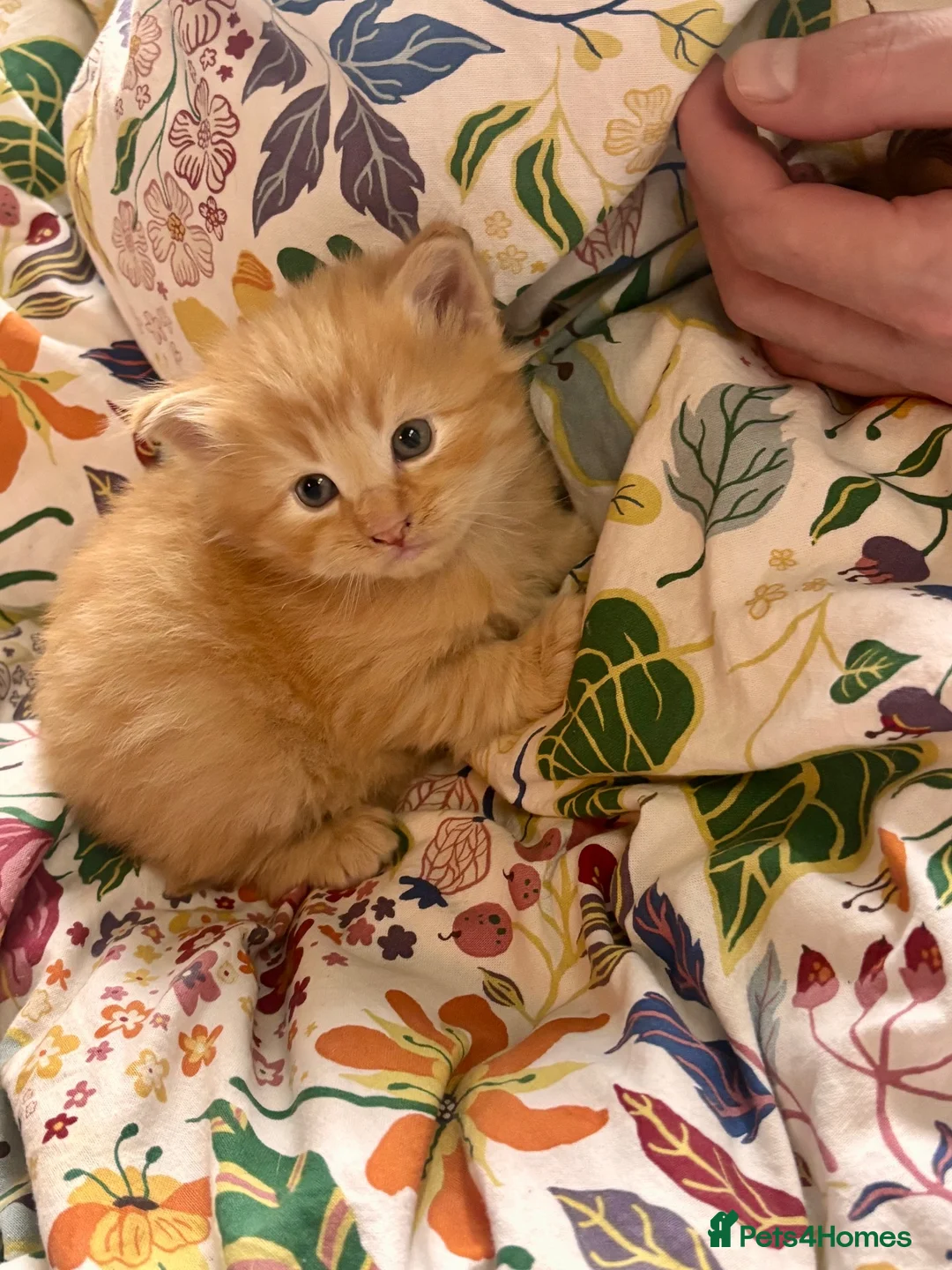 Norwegian Forest Cat cats for sale: Tricolore Magic  - Advert 2