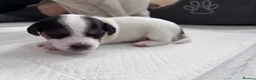 Jack Russell dogs for sale: Beautiful Jack Russell Puppies for Sale 🐶 - Advert 7