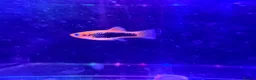 Live Bearers fish for sale: Guppies platies and Danios for sale  in Bromley - Advert 7