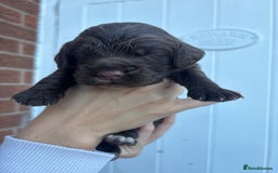Cocker Spaniel dogs for sale: Stunning WCS pups - Image 21