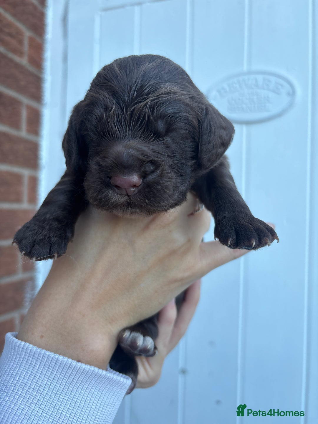 Cocker Spaniel dogs for sale: Stunning WCS pups - Image 21