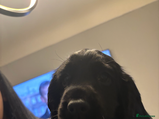 Cocker Spaniel dogs Working cocker spaniel 1 girl umbilical hernia - Advert 4