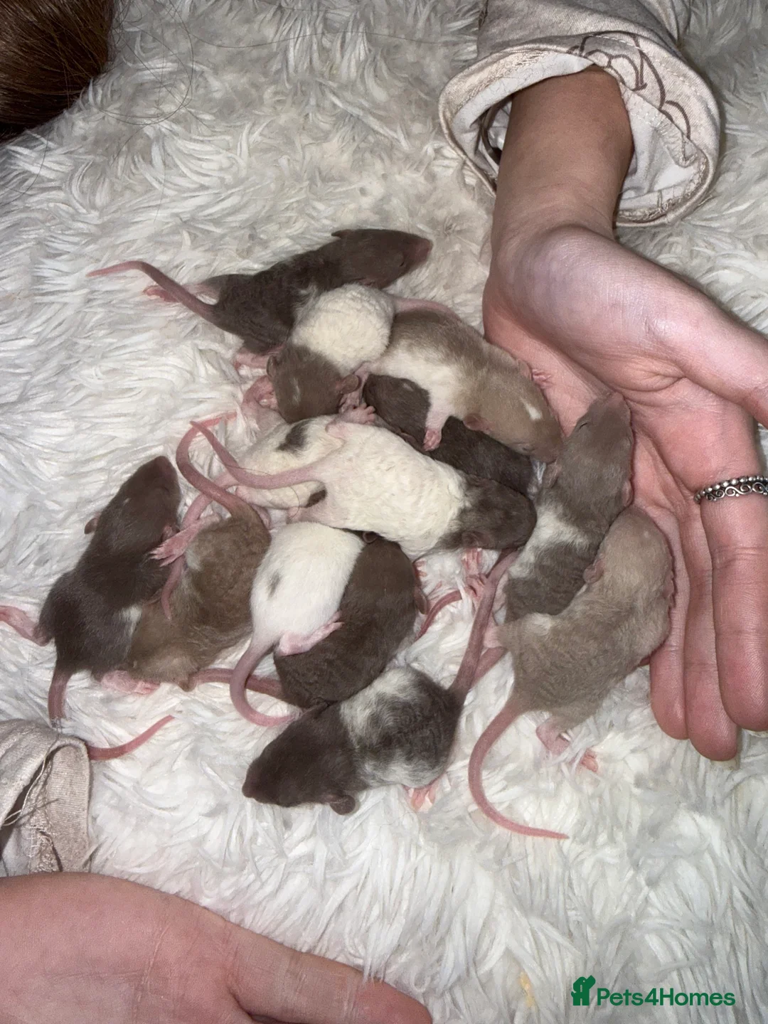 Rat rodents for sale: Baby rats looking for loving homes  - Advert 7