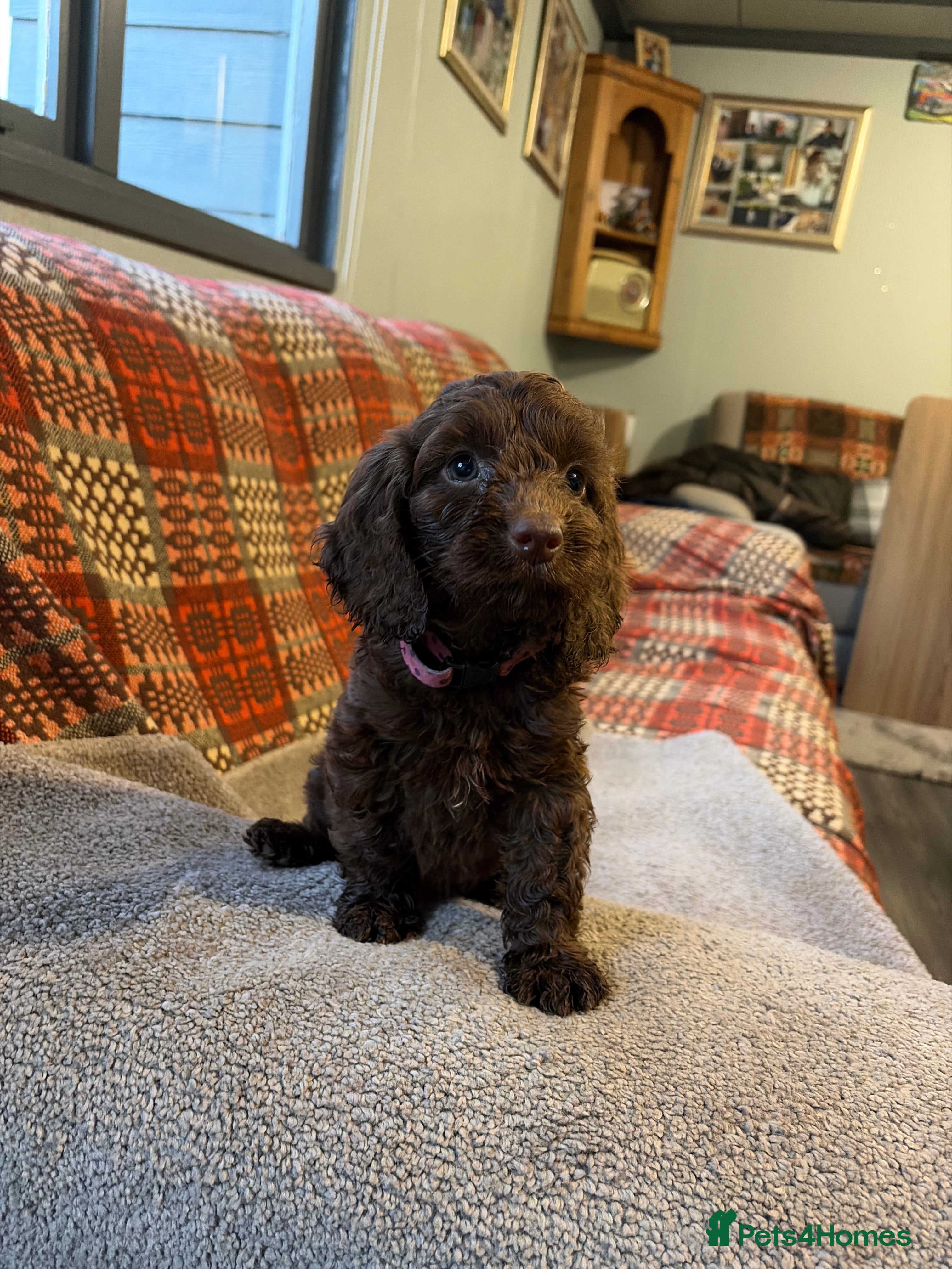 Cockapoo dogs Genetic clear cockapoo puppies - Advert 1