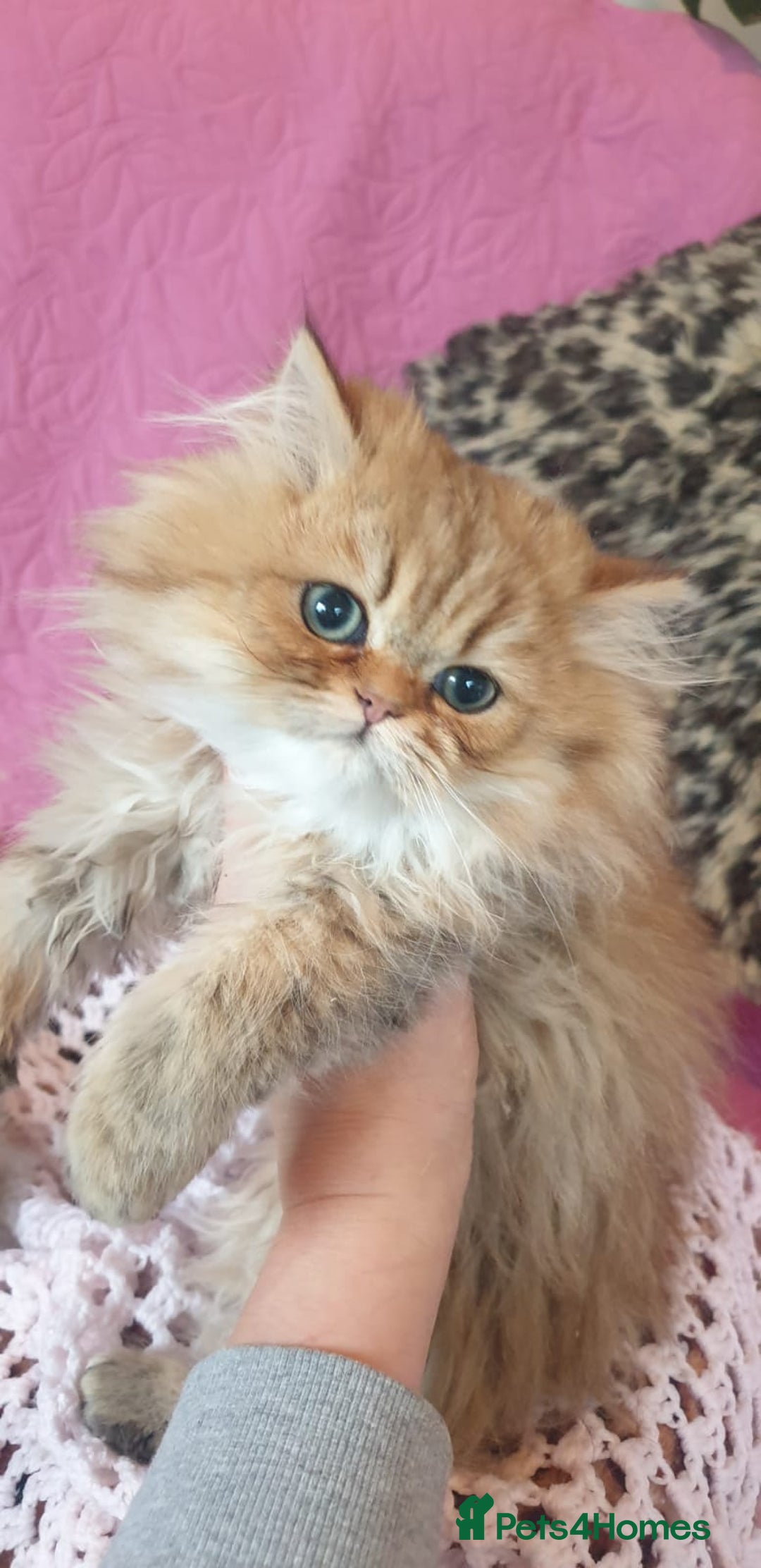 Persian cats for sale: 💖Beautiful Pedigree Chinchilla Persian Kittens. - Advert 3